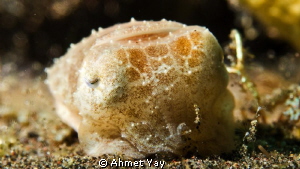 Baby cuttle fish is sleeping...:)
Bali, Drop Off
Canon ... by Ahmet Yay 
